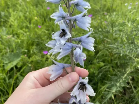 Delphinium dasycarpum