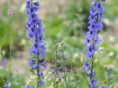 Delphinium megalanthum