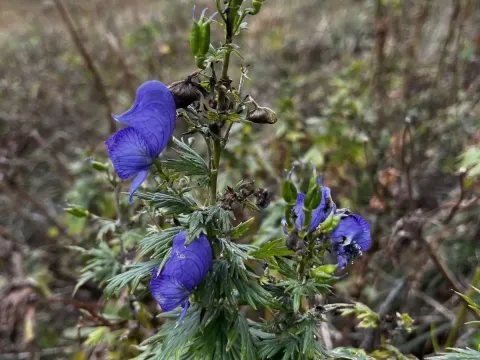 Aconitum cymbulatum
