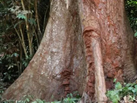 Mildbraediodendron