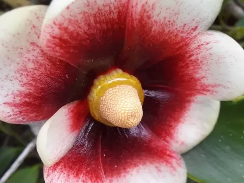 Clusia lanceolata