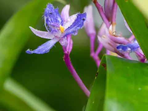 Cochliostema