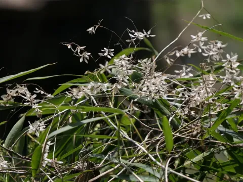 Poranopsis