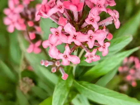 Arachnothryx leucophylla