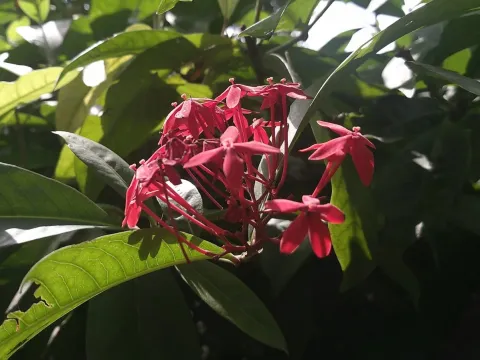 Ixora casei