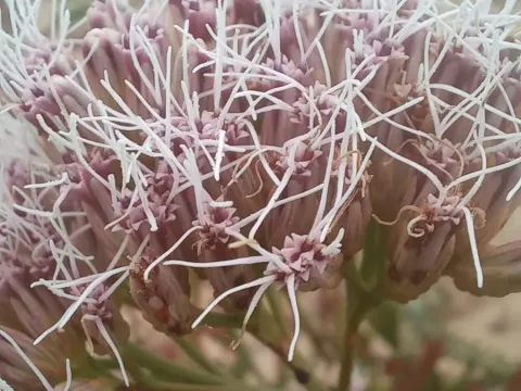 Symphyopappus