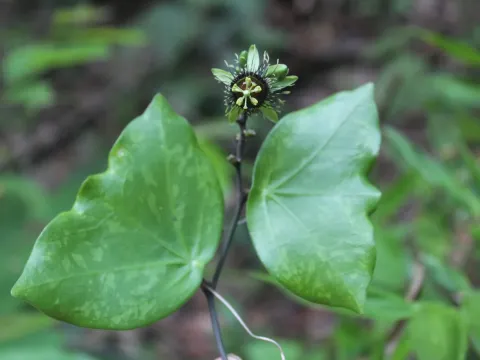 Passiflora xiikzodz