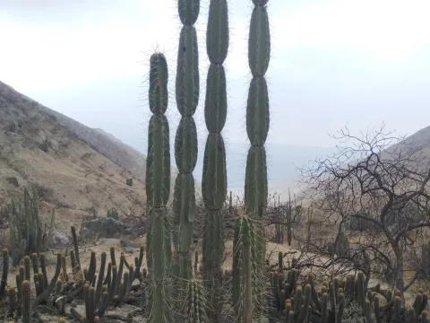 Armatocereus