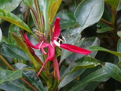 Hauya