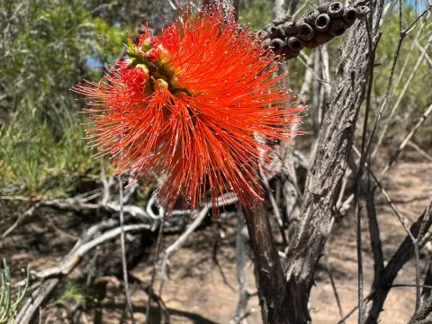 Melaleuca lateritia