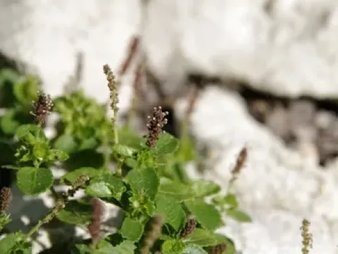 Acalypha pygmaea