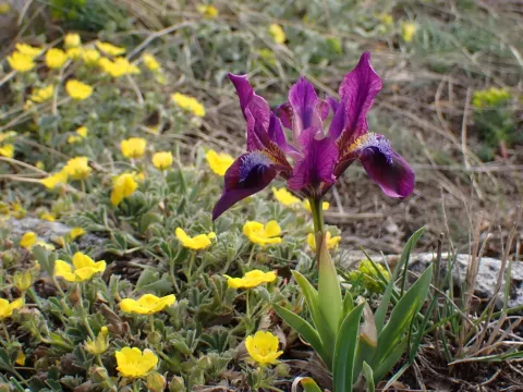 Dwarf iris