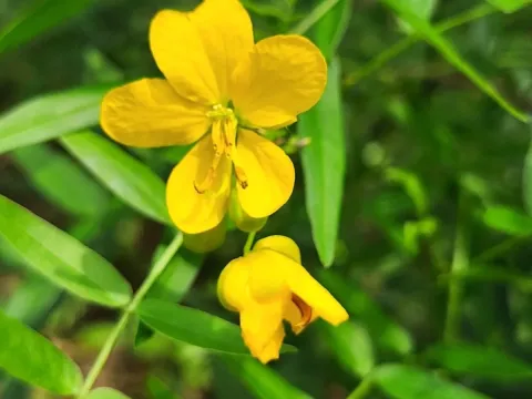 Senna ligustrina