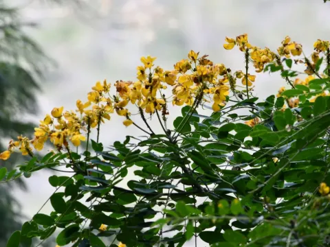 Senna racemosa
