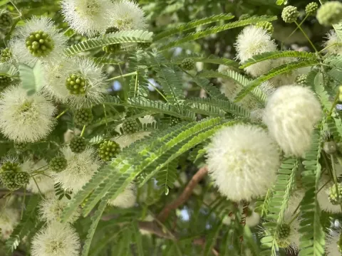 Lysiloma watsonii