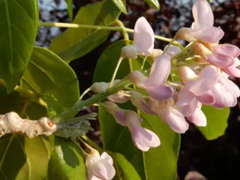 Hebestigma