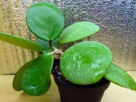 Cornuta obovata
