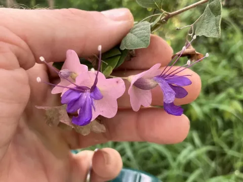 Karomia