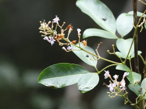 Vitex parviflora