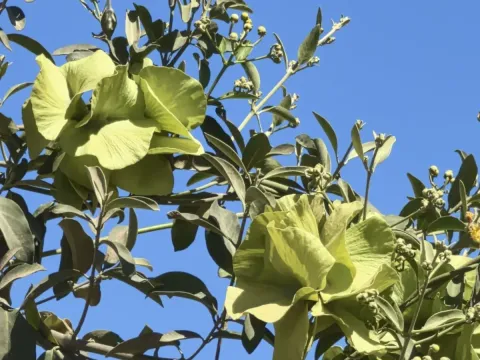 Каллеум