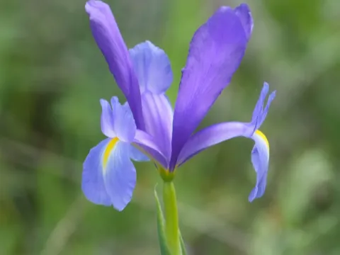 Dutch Iris
