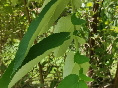Dicraspidia
