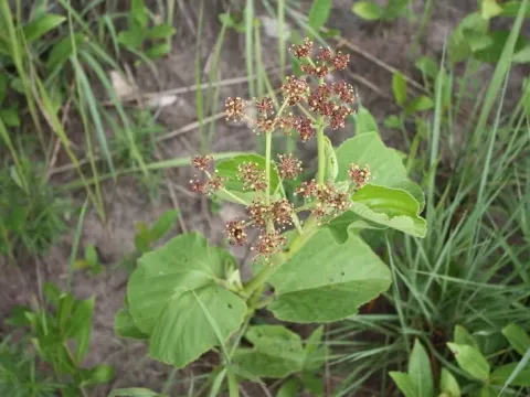 Cissus corylifolia