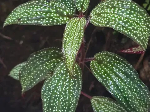 Sonerila maculata