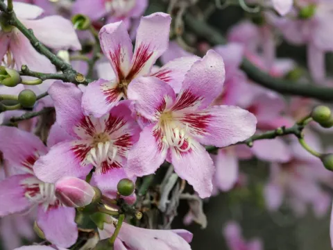 Ceiba pubiflora