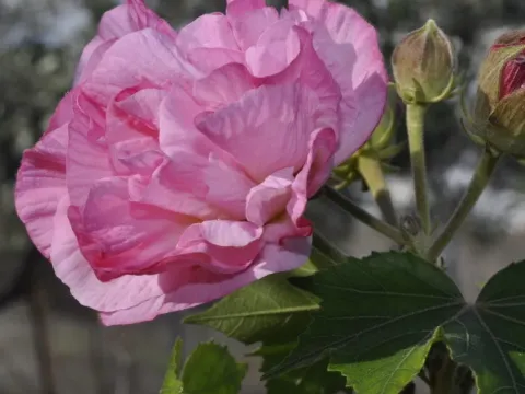 Indian hibiscus