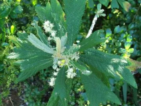 Tarconanthus trilobus