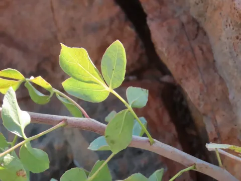 Commiphora tenuipetiolata