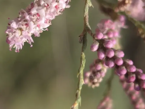 Tamarix usneoides