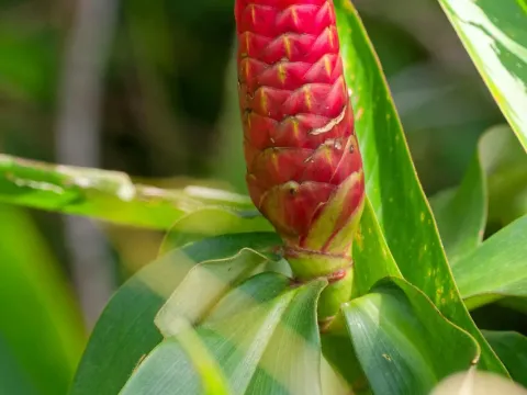 Spiral ginger