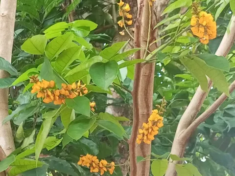 Pterocarpus santalinoides