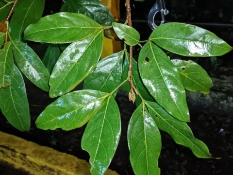 Zygia
