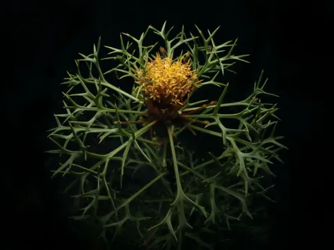 Isopogon
