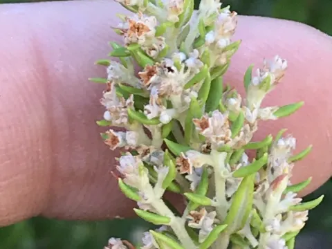 Phylica paniculata