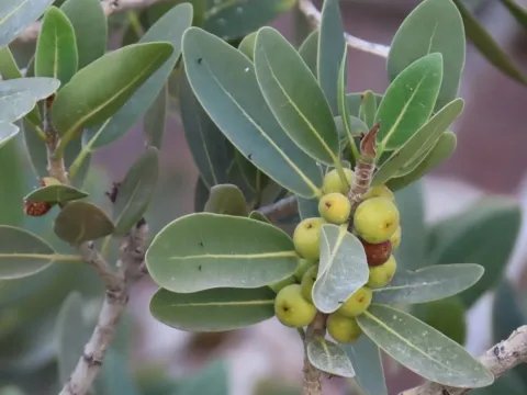 Ficus ilicina