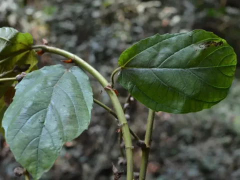 Ficus vogeliana