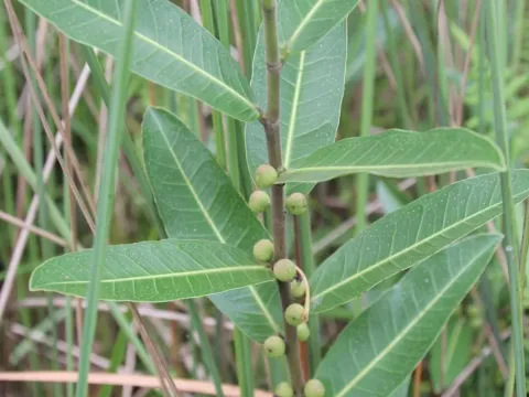 Ficus verruculosa
