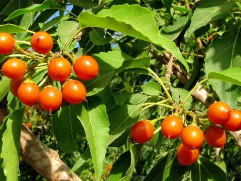 Cordia caffra