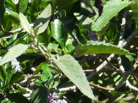 Buddleja dysophylla