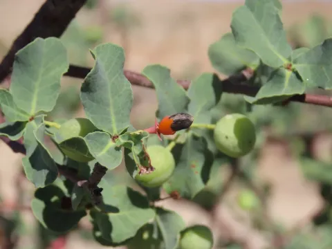 Blue-leaved commiphora