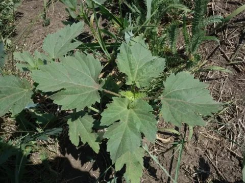 Cyclachaena xanthiifolia