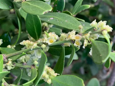 Robsonodendron