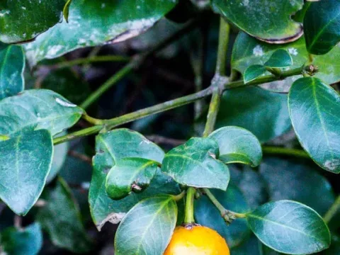 Forest mangosteen