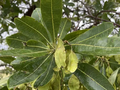 Terminalia brachystemma