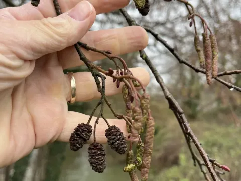 Alder
