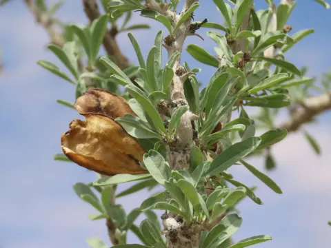 Сезамотамнус